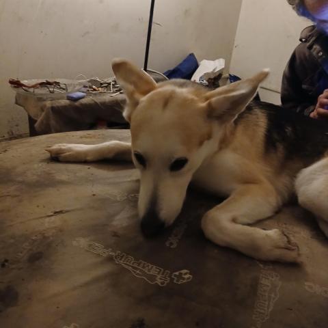 Photo for 154183 [Oompa]