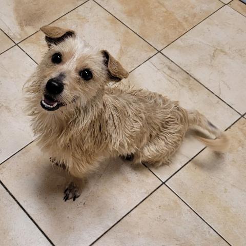 Photo for 154271 [Tank]