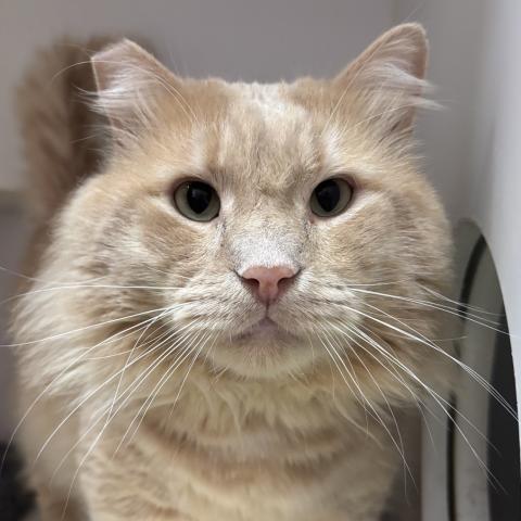 Photo for 154321 [Conan]