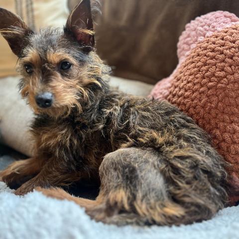 Photo for 154351 [Scooter]