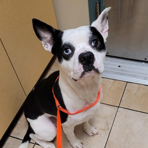 Photo for 154393 [Lucky]