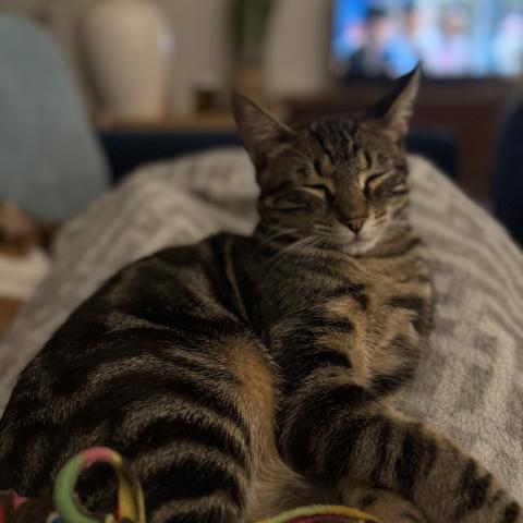 Photo for 154395 [Archer]