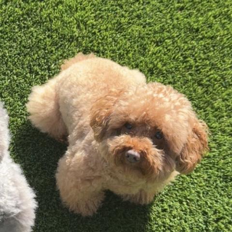 Photo for 154399 [Mocha]