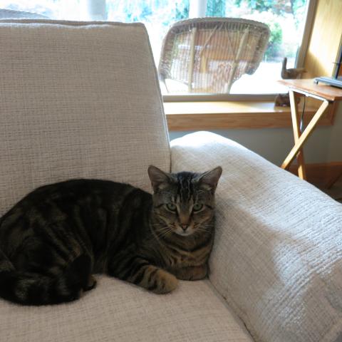 Photo for 154412 [Chester]