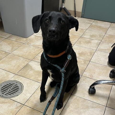 Photo for 154512 [Krampus]