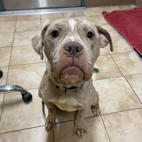 Photo for 154514 [George]