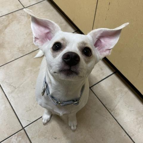 Photo for 154522 [Earhart]