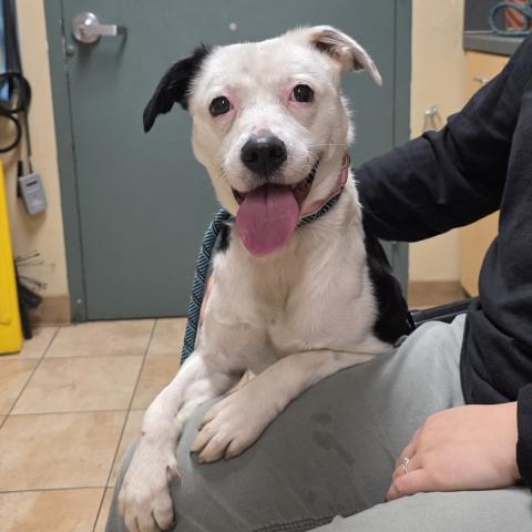 Photo for 154528 [Mistletoe]