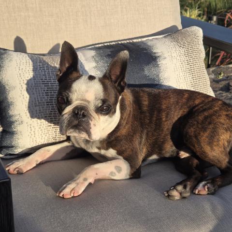 Photo for 154554 [Romeo]