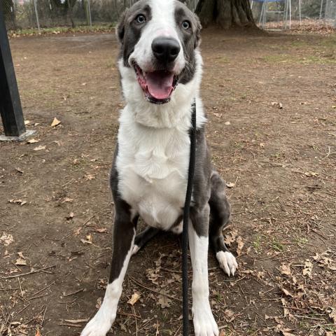 Photo for 154590 [Avalanche]