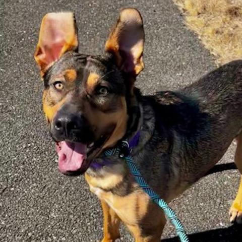 Photo for 154619 [Galan]