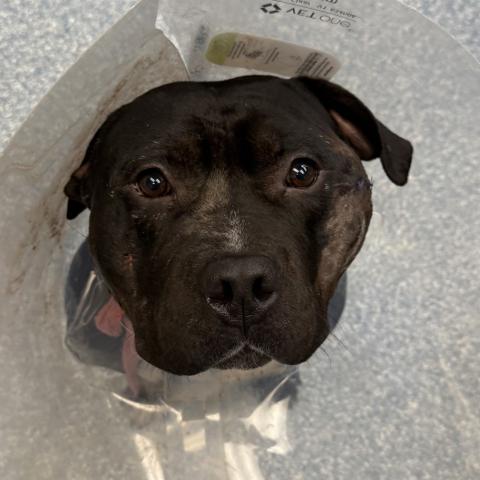 Photo for 154630 [Mr. Matzah Ball]