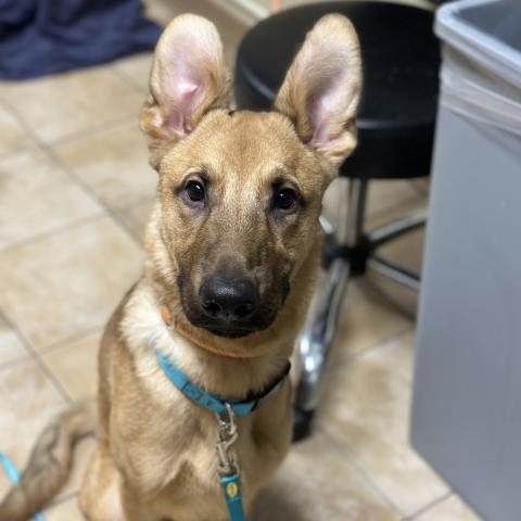 Photo for 154644 [Scooby]