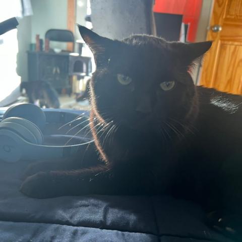 Photo for 154664 [Lucifer ]