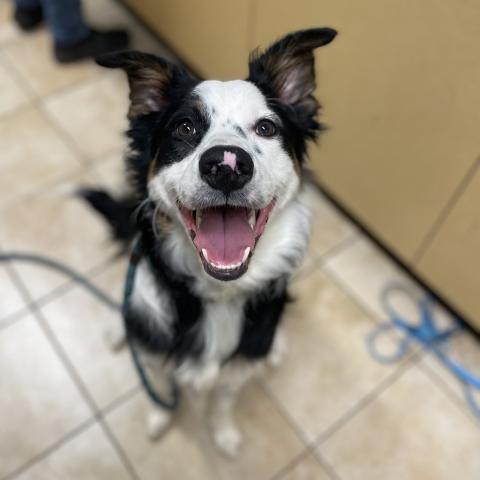 Photo for 154672 [Jingle Bells]