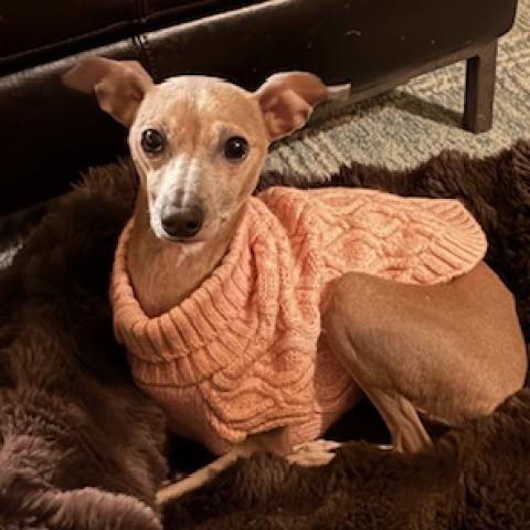 Photo for 154701 [Carmelita]