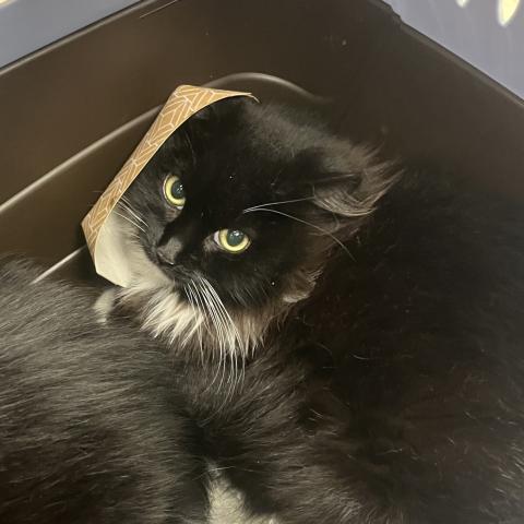 Photo for 154743 [378283]