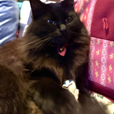 Photo for 154745 [Vee]