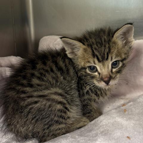 Photo for 154764 [Mr. Worldwide]