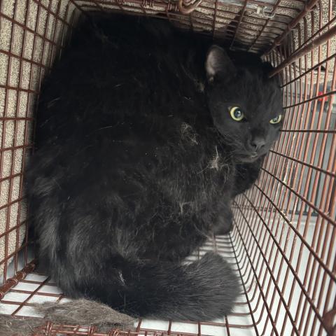 Photo for 154769 [Batman]