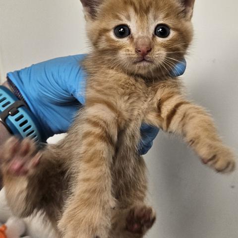 Photo for 154784 [378312]