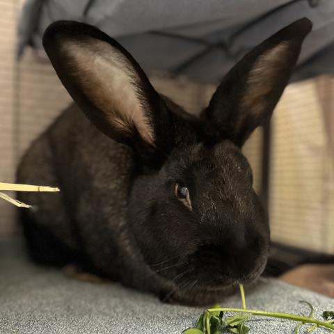 Photo for 154815 [Spruce]