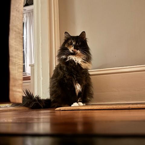 Photo for 154829 [Frankie ]