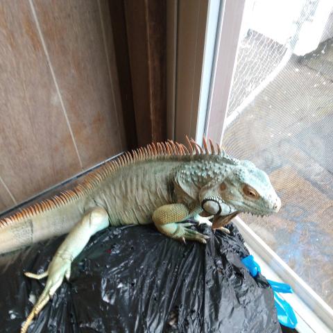 Photo for 154845 [Bowser]