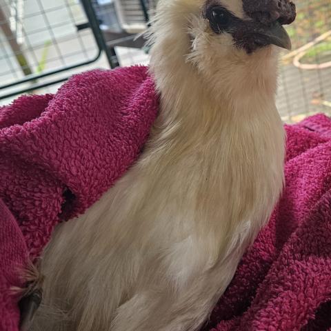 Photo for 154870 [Pepper]