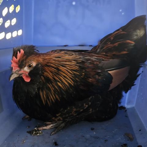 Photo for 154872 [Paprika]