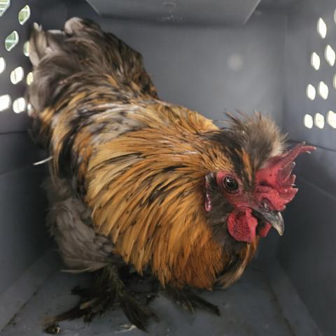 Photo for 154876 [Turmeric]