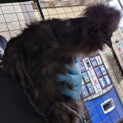 Photo for 154878 [Basil]