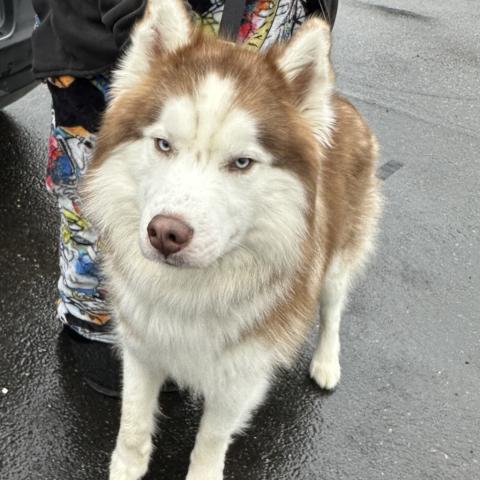 Photo for 154886 [Copper (fka Eyolf)]