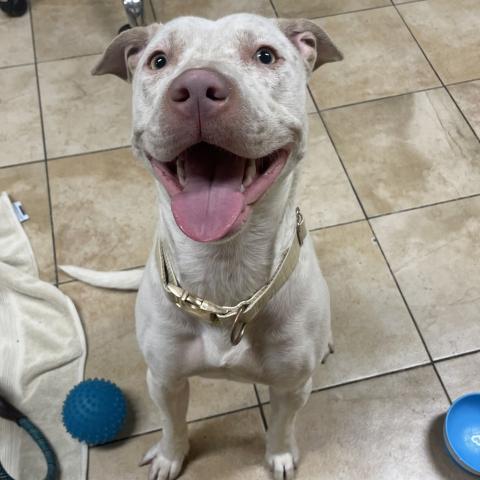 Photo for 154888 [Snowy]