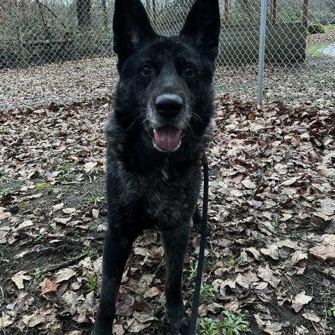 Photo for 154890 [Theodore]