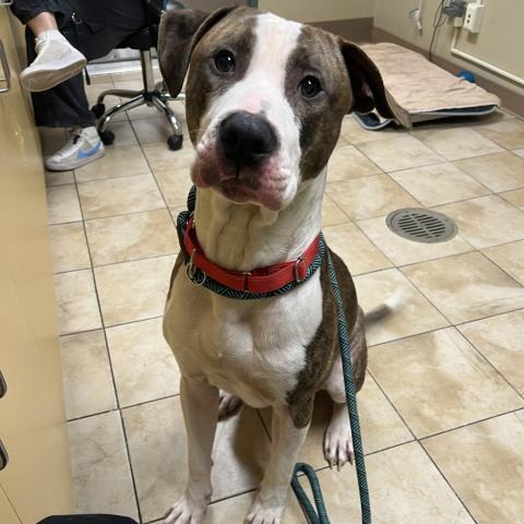 Photo for 154900 [Phil]