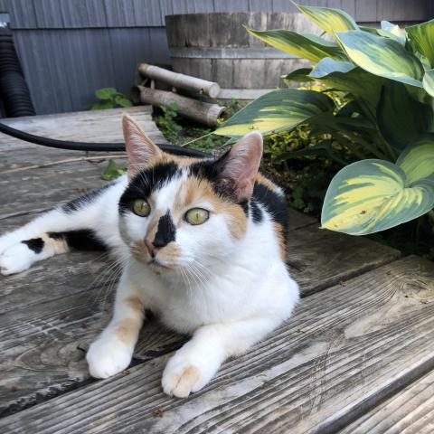 Photo for 154916 [Callie]