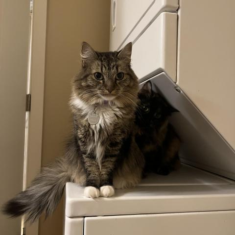 Photo for 154920 [Millie]