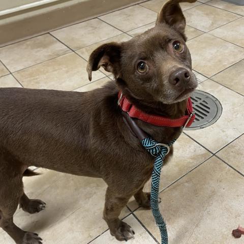 Photo for 154932 [Toby]