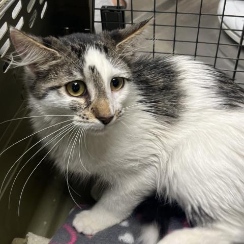 Photo for 154955 [378470]