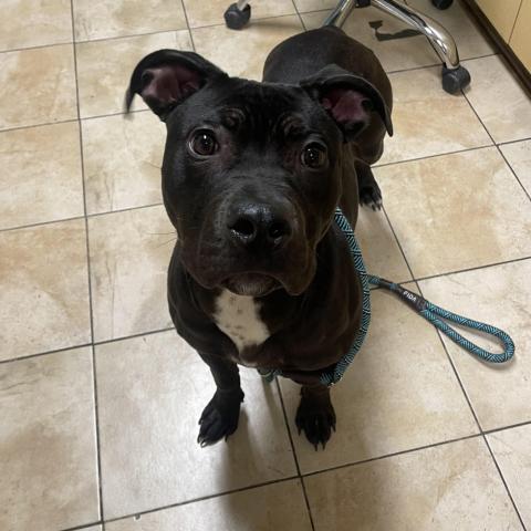 Photo for 154970 [Sebastian]