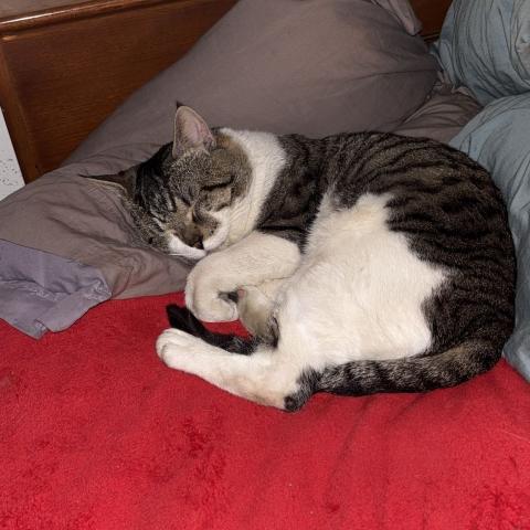 Photo for 154972 [Taz]