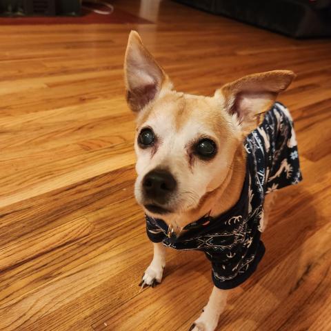 Photo for 154986 [Huey]