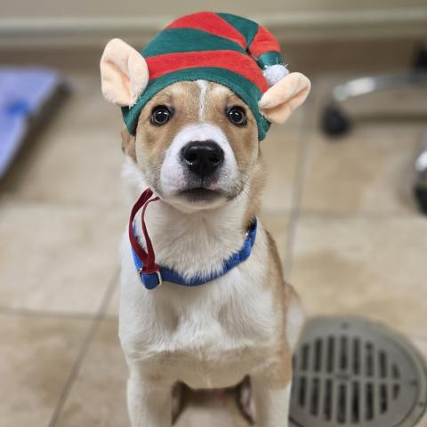 Photo for 155008 [Stellan]