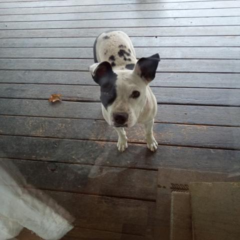 Photo for 155056 [Patchie]