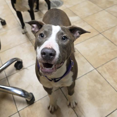 Photo for 155074 [Pizelle]