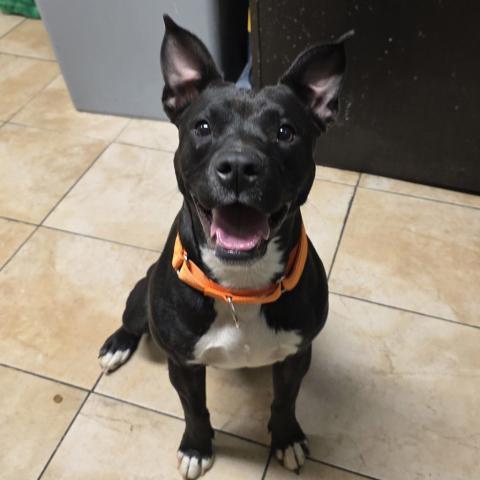 Photo for 155076 [Linzer]