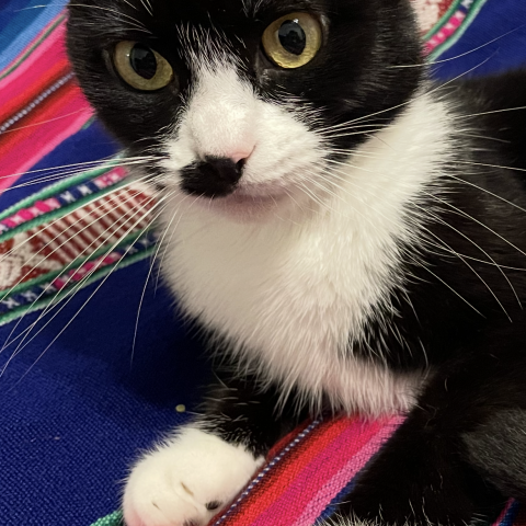 Photo for 155099 [Sammy]