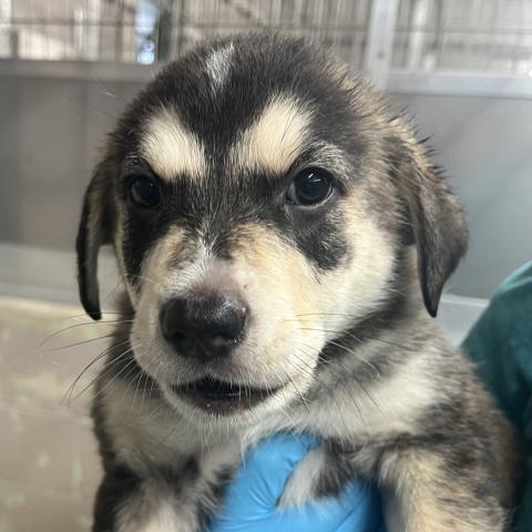 Photo for 155118 [Dr. Pepper]