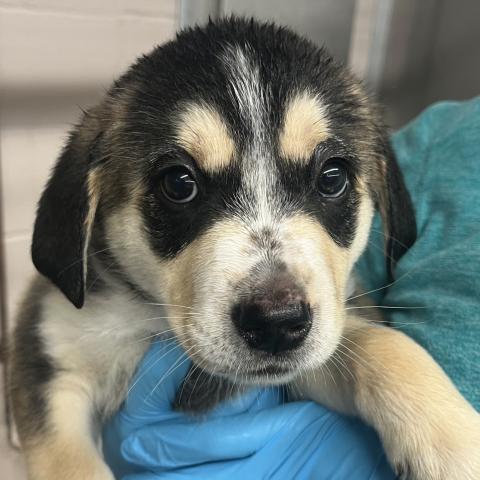 Photo for 155122 [Fanta]